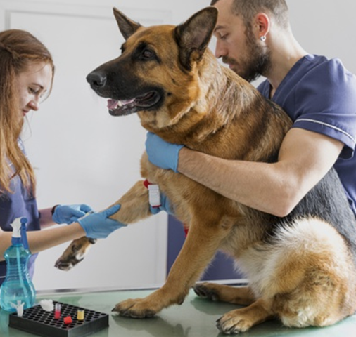 veterinario revisando un perro